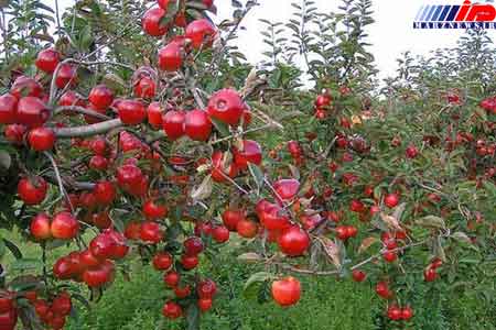 صادرات 22 هزار تن کنسانتره سیب از گمرکات آذربایجان غربی
