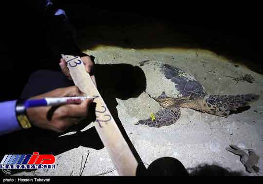 تخم گذاری یک گونه در حال انقراض در کیش +عکس