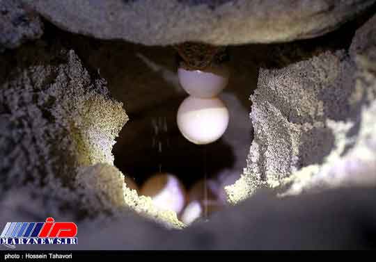 تخم گذاری یک گونه در حال انقراض در کیش +عکس