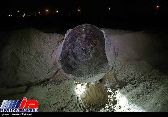 تخم گذاری یک گونه در حال انقراض در کیش +عکس