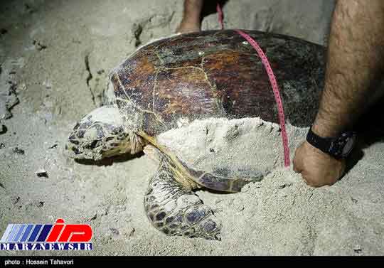 تخم گذاری یک گونه در حال انقراض در کیش +عکس