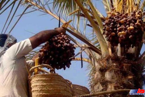 چاره اندیشی برای رونق میوه شیرین بوشهر