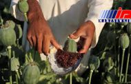 کشاورزان افغانی دوباره به کشت تریاک روی آورده‌اند
