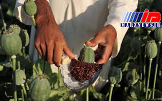 کشاورزان افغانی دوباره به کشت تریاک روی آورده‌اند