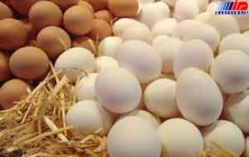 نیاز به واردات تخم مرغ نیست