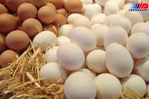گرانی تخم مرغ در پی توقف واردات