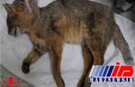 کشتار بی‌رحمانه ۴ بچه گربه جنگلی در گیلان