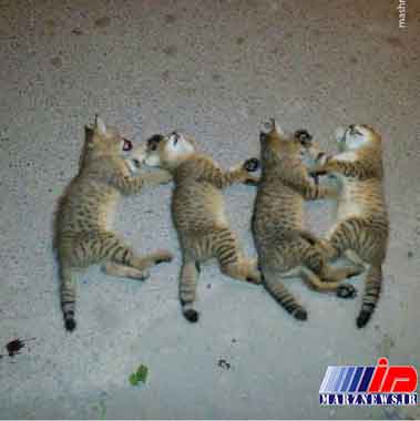 کشتار بی‌رحمانه ۴ بچه گربه جنگلی در گیلان