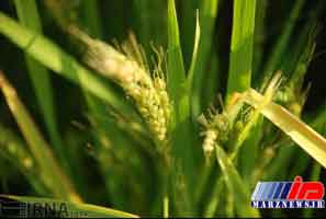 واردات برنج در فروردین و اردیبهشت امسال 22 درصد کم شد