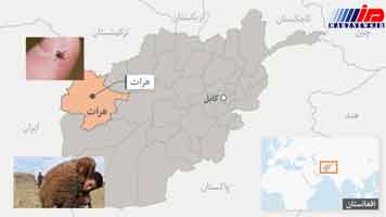 بیماری تب کریمه کنگو در هرات افغانستان مشاهده شد