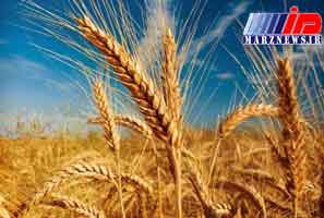 شوش همچنان رکورد دار تولید گندم در کشور است