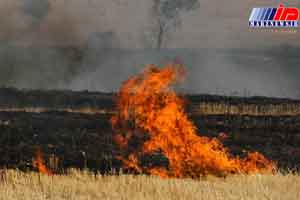 کشاورزان پارس آباد از آتش زدن بقایای محصولات کشاورزی اجتناب کنند