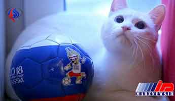 گربه‌ پیشگو نتیجه بازی ایران و مراکش را پیش‌بینی می‌کند