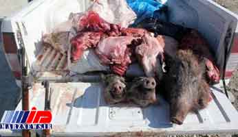 چهار شکارچی فروشنده گوشت خوک در آمل دستگیر شدند