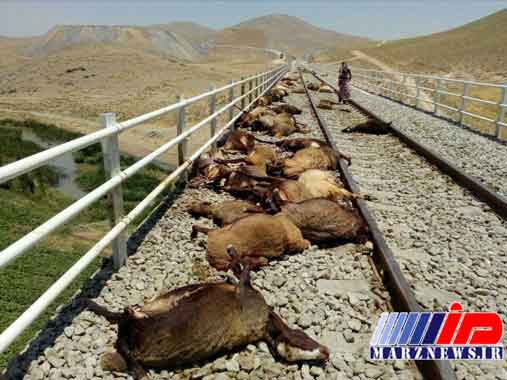 برخورد قطار کرمانشاه مشهد با گله گوسفندان