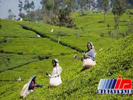 تلاش سریلانکا برای حل مشکل صادرات چای به ایران