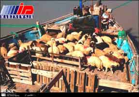 یک هزار و 180 راس گوسفند در صادرات به قطر تلف شدند