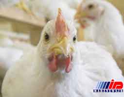 صادرات اولین محموله مرغ گرم از مازندران