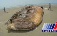 انقراض گونه‌ های دریایی نادر خلیج فارس در سایه آلودگی‌ های دریایی