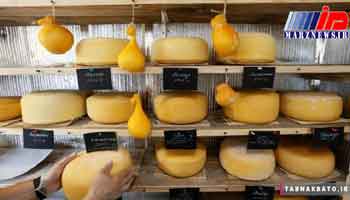 تبدیل خانه زوج روسی به کارگاه تولید پنیر