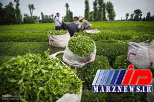 ممنوعیت صادرات چای لغو شد