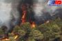چهار نفر در آتش سوزی جنگل های مریوان جان باختند