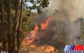 آتش سوزی در جنگل های لپوی بهشهر مهار شد