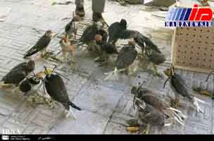 83 بهله پرنده شکاری قاچاق در بوشهر کشف شد