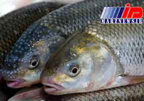 پیش‌بینی صادرات 120 میلیارد ریالی ماهی به کشور عمان