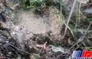 کشف لاشه پوسیده یک پلنگ در نومل گلستان +تصاویر
