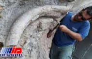 فسیل 20 میلیون ساله در استان اردبیل کشف شد