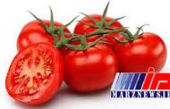 توقف صادرات گوجه ابلاغ شده است