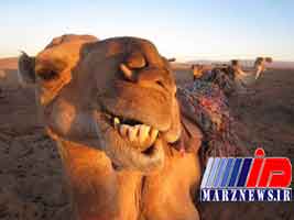 بازار داغ «جراحی زیبایی شتر» در عربستان!