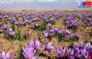 مرند قطب جدید تولید زعفران ایران