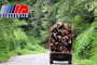 کشف ۱۰ تن چوب جنگلی قاچاق در ساری