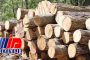 کشف ۲۰ تن چوب جنگلی قاچاق