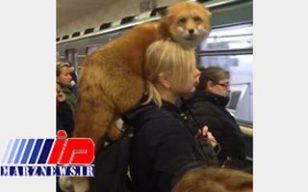 متروسواری دختر روس با روباه خانگی‌اش همه را شوکه کرد