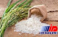 برنج مازندران پس از ۴۰ سال به اروپا صادر شد