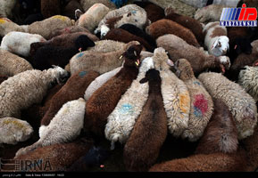 واردات دام زنده گوسفندی از هفته آینده آغاز می شود