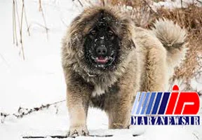 «گرگاس‌ها» بلای جان دامداران گیلانی