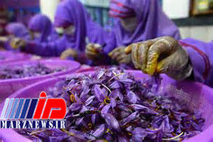 تولید زعفران افغانستان رکورد زد