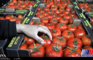 مجوز صادرات ۱۵درصد گوجه فرنگی بزودی ابلاغ می شود