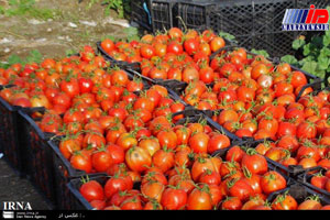 صادرات گوجه فرنگی استان بوشهر آغاز شد