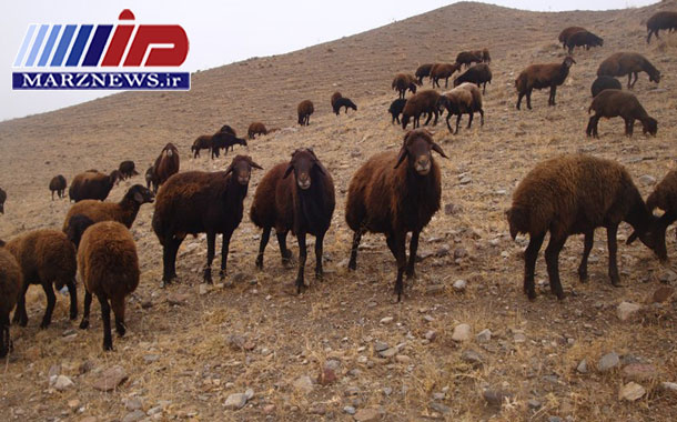 مهار بيش از ۱۰۰ راس احشام در نوار مرزي استان اردبيل