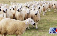 واردات هفته‌ای ۵۰ هزار راس گوسفند زنده/ سیگنال گرانی گوشت از چوبدار‌های مناطق مرزی/ آیا با واردات دام زنده، صف‌های شلوغ خرید گوشت، خلوت خواهد شد؟