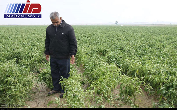 سیلاب ۸۸۰ میلیارد ریال به کشاورزان خراسان رضوی خسارت زد