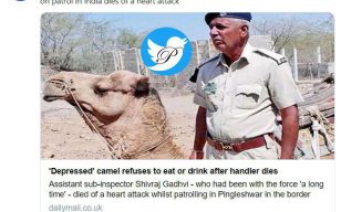 ناراحتی عجیب یک شتر بخاطر صاحب مرده اش +عکس