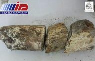 ثبت ملی سنگواره های فسیل ماموت کشف شده در شهرستان بیله سوار
