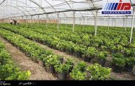 ۹۵ گلخانه در بوشهر بهره برداری شد