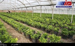 95 گلخانه در بوشهر بهره برداری شد